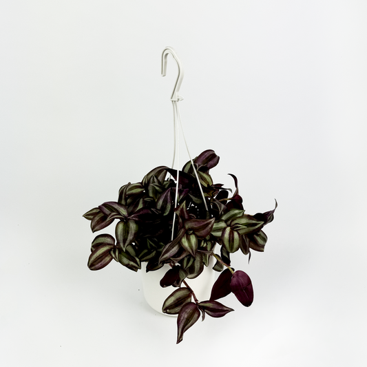 Tradescantia zabrina Indoor Houseplant