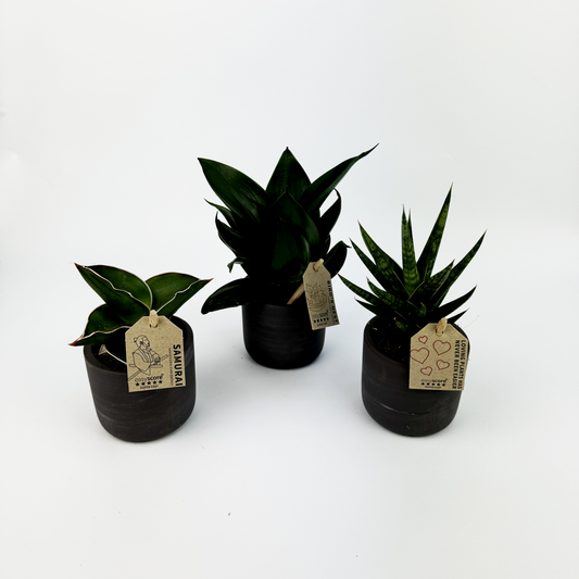 Baby Trio With Black Ceramic Pots Snake Plants