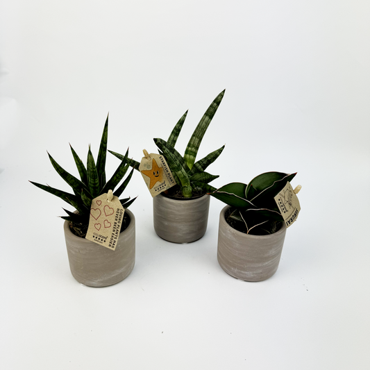 Baby Trio With Grey Ceramic Pots Snake Plants