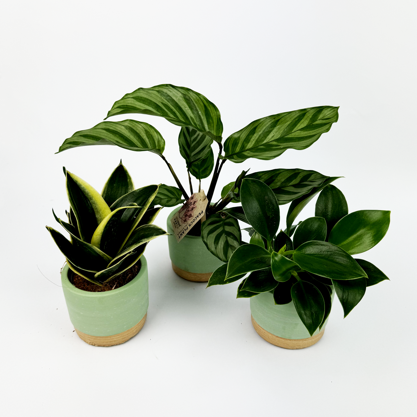 Baby Trio With Mint Ceramic Pots Snake, Peacock plant and a Philodendron