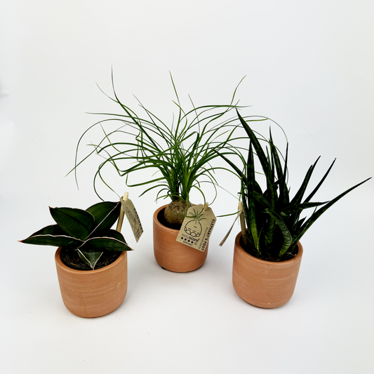 Baby Trio With Terracotta Ceramic Pots Snake plants and a Pony Tail Palm