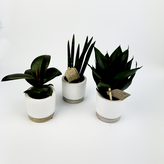 Baby Trio With White Ceramic Pots Snake Plants and a Rubber plant