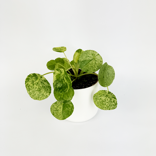 Pilea Peperomioides Mojito Houseplant