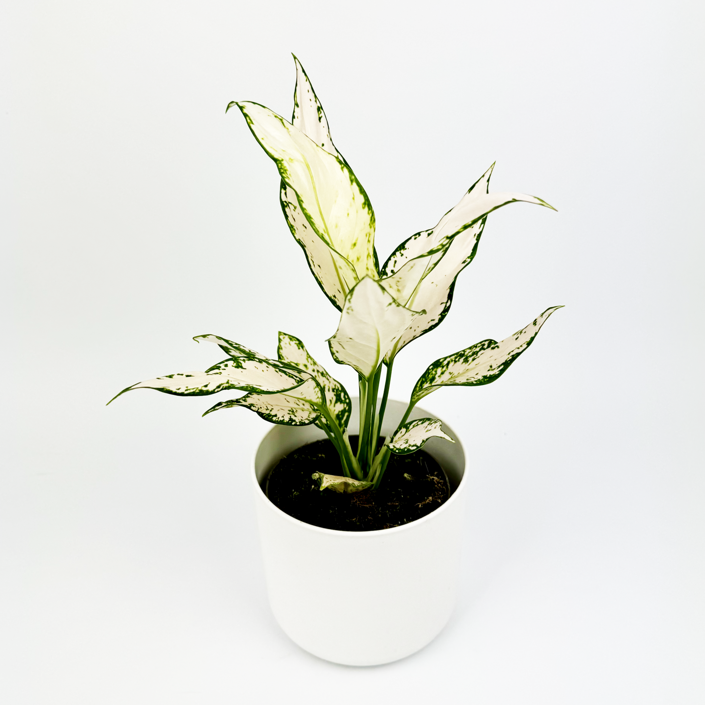 Aglaonema Vanilla Baby Indoor Houseplant