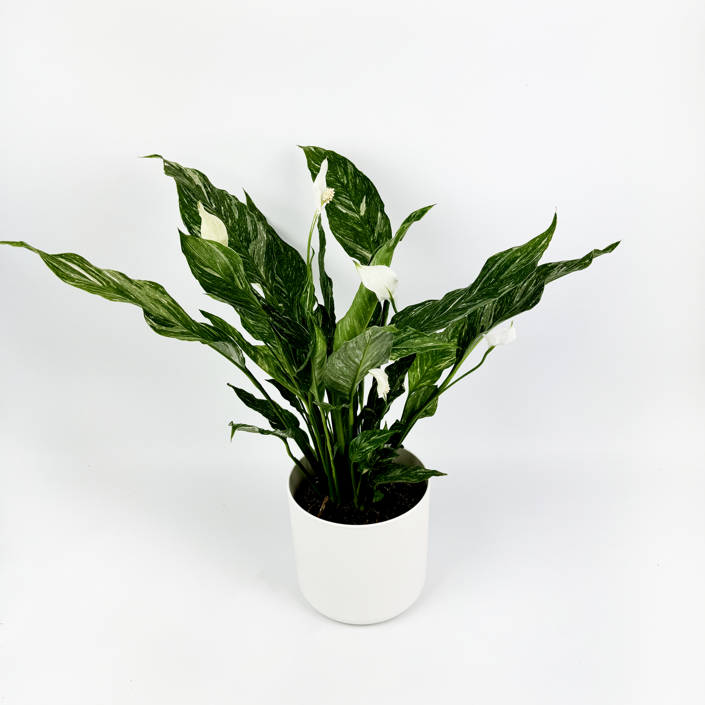 Peace Lily Diamond Indoor Houseplant 14cm