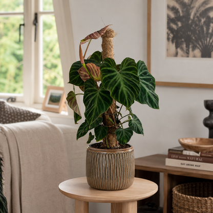 Philo Verrucosum Mosspole 16cm Houseplant