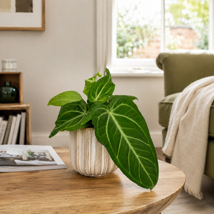 Anthurium Villenaorum 12cm Pot Size Houseplant