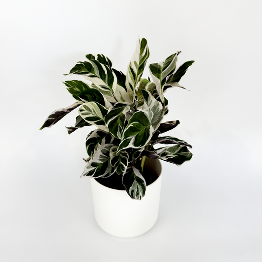 Calathea White Fusion Houseplant