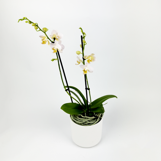 White Phalaenopsis Orchid Indoor Houseplant