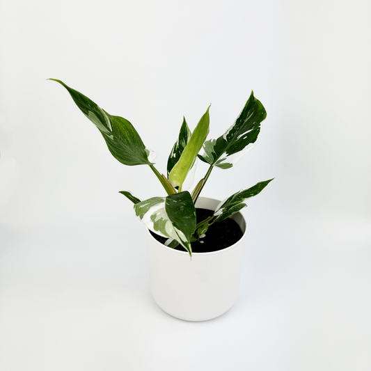 Philodendron White Wizard Indoor Houseplant