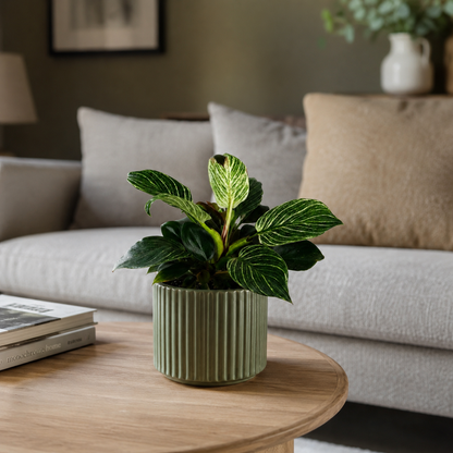 Philodendron White Birkin Houseplant