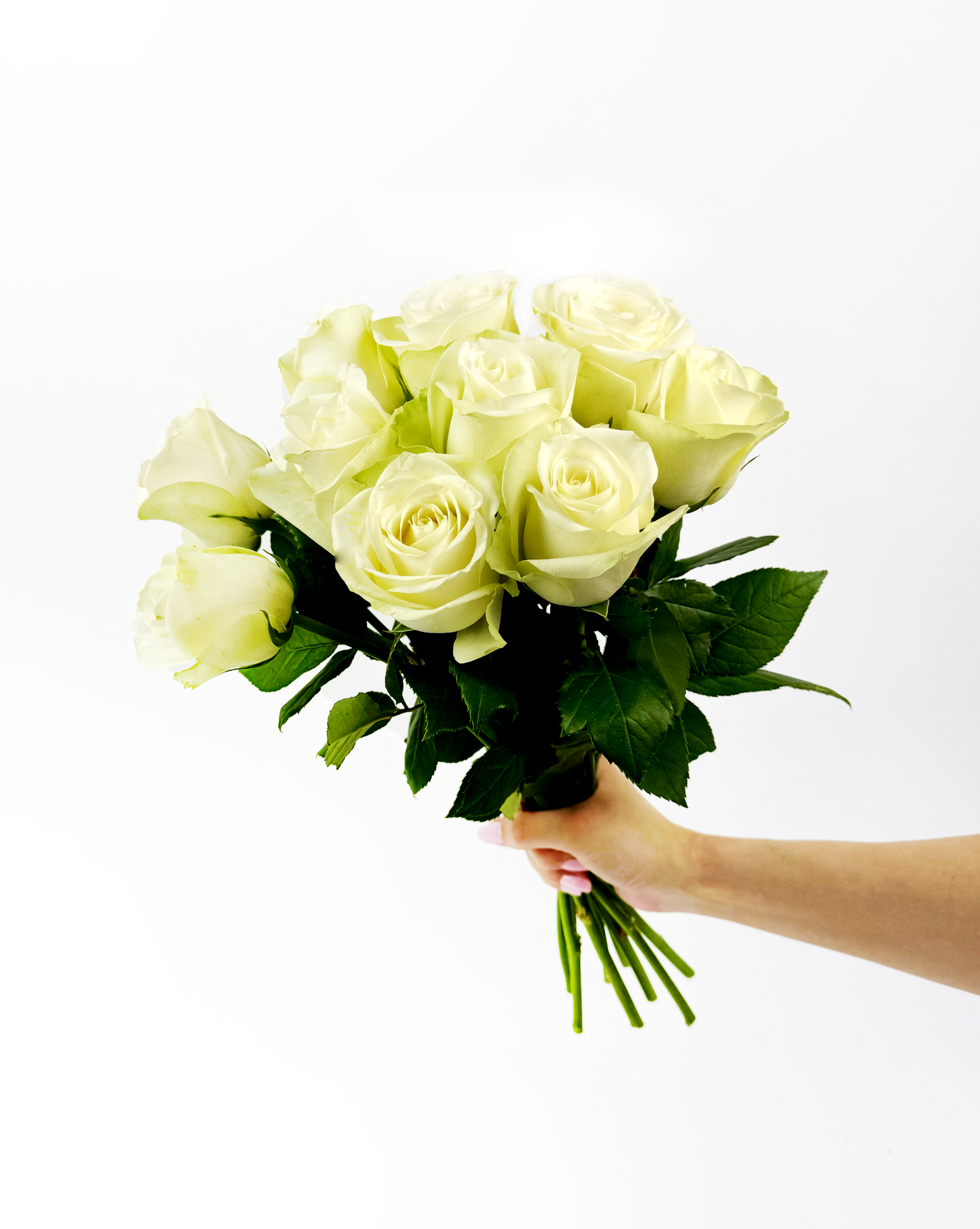 10 White roses