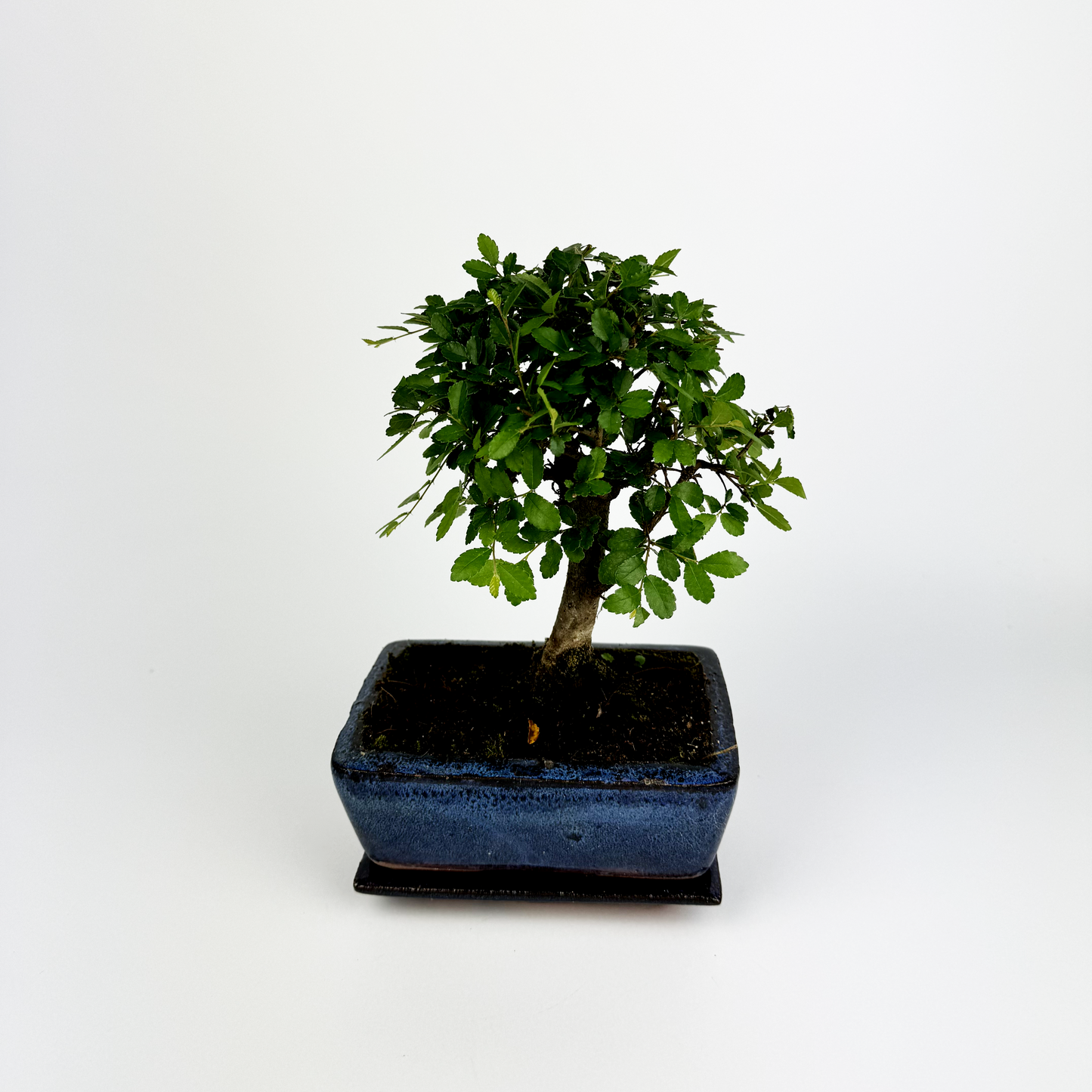 Bonsai Zelkova Houseplant