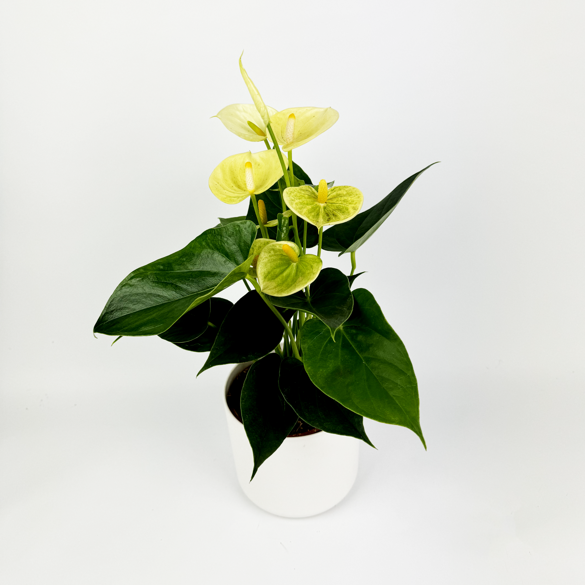 anthurium flower yellow Yellow Anthurium Indoor Houseplant – OH SO Floral