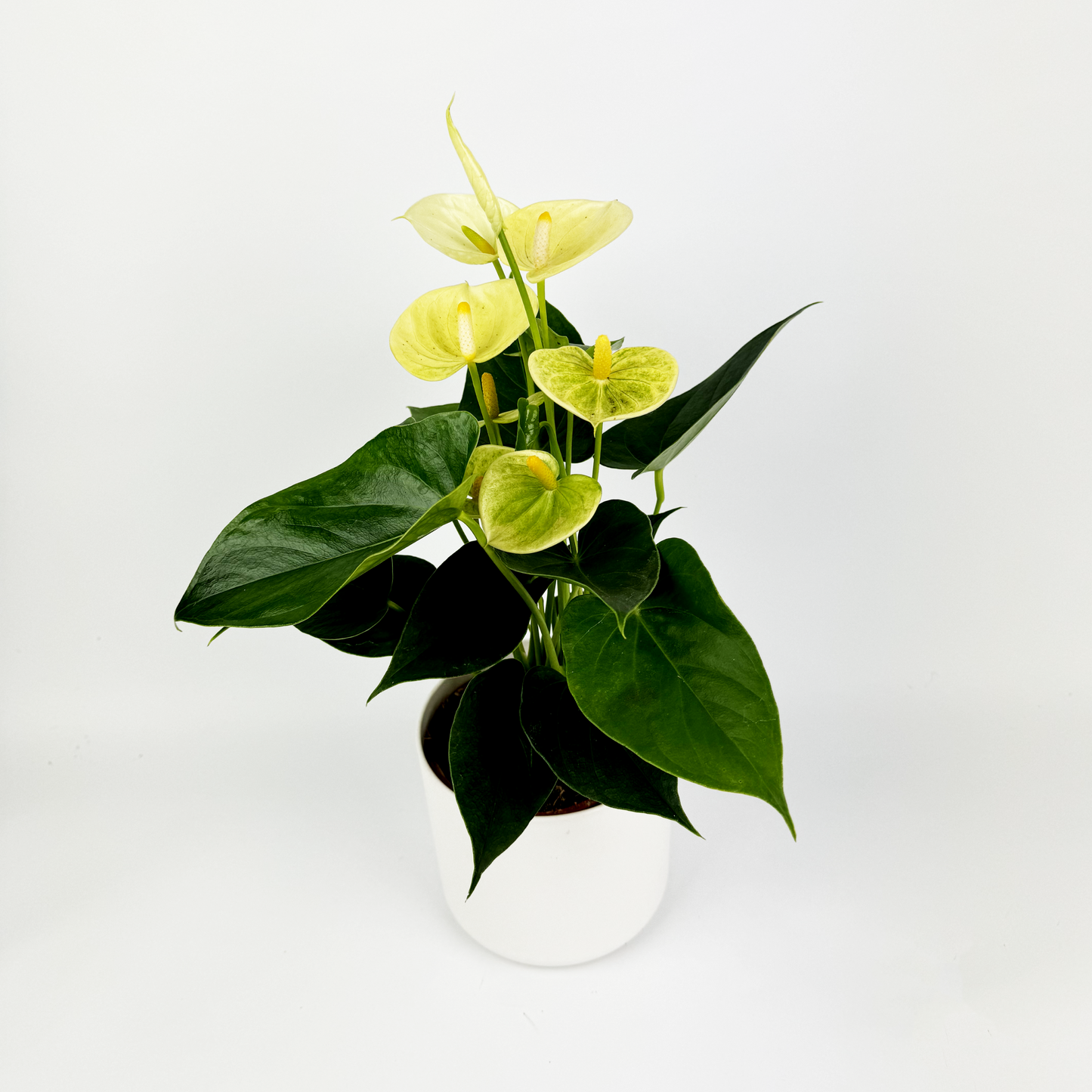 Yellow Anthurium Indoor Houseplant