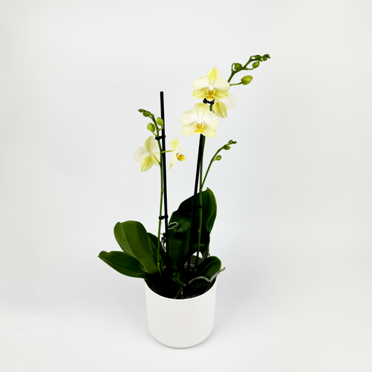 Yellow Phalaenopsis Orchid Indoor Houseplant