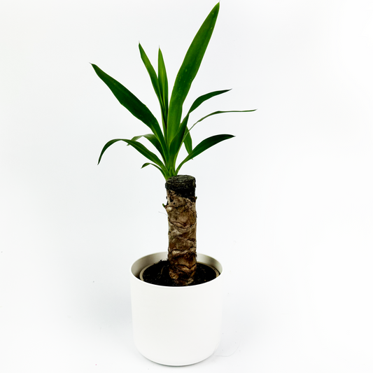 Yucca 1 Stem Indoor Houseplant