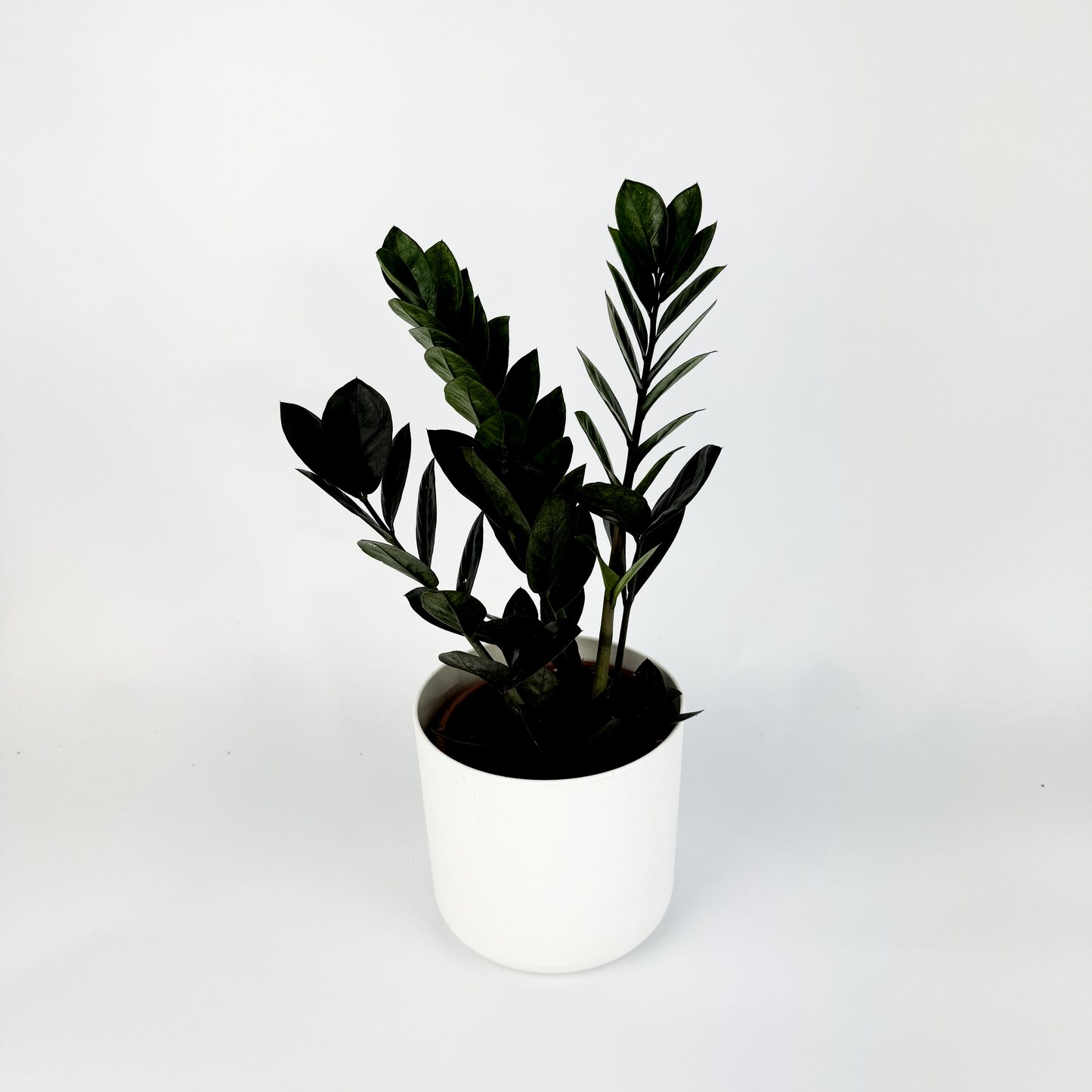 LARGE Zami Black Super Nova Houseplant