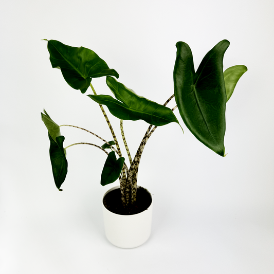 Alocasia Zebrina Indoor Houseplant