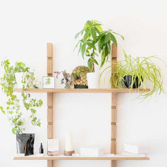 Indoor Plant Subscription