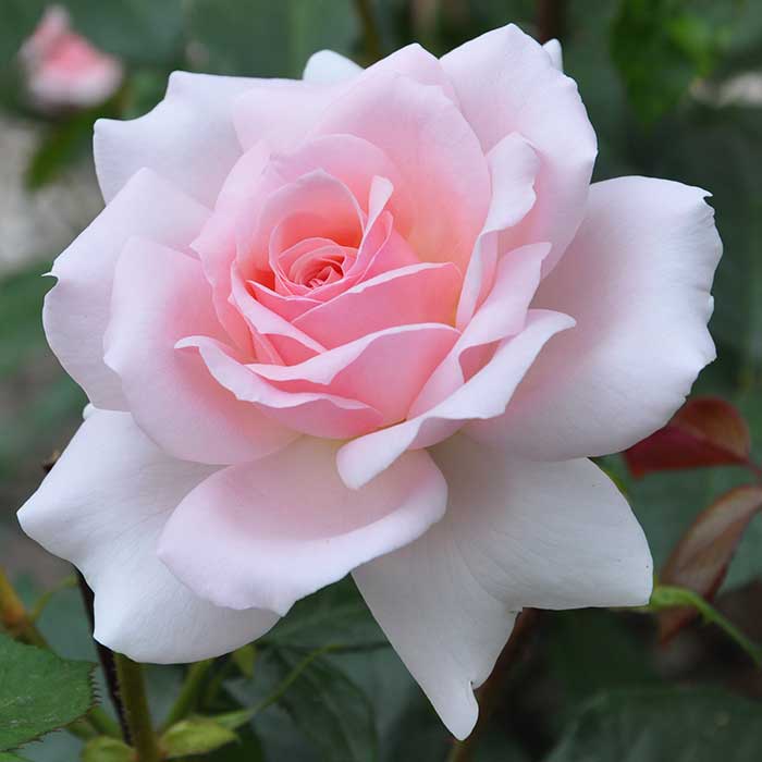 Rose 'Parfum de Nature' Scented Outdoor Rose Bush