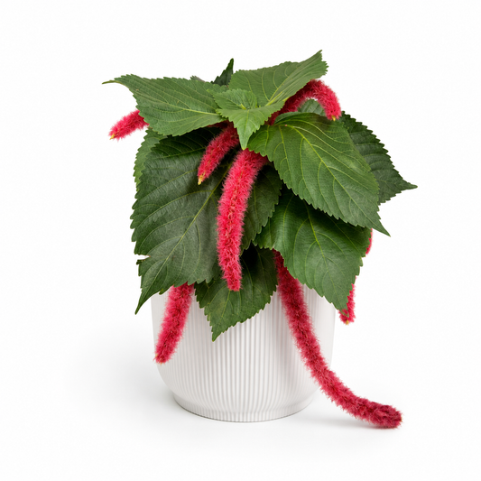 Acalypha Hispida 12cm Plant