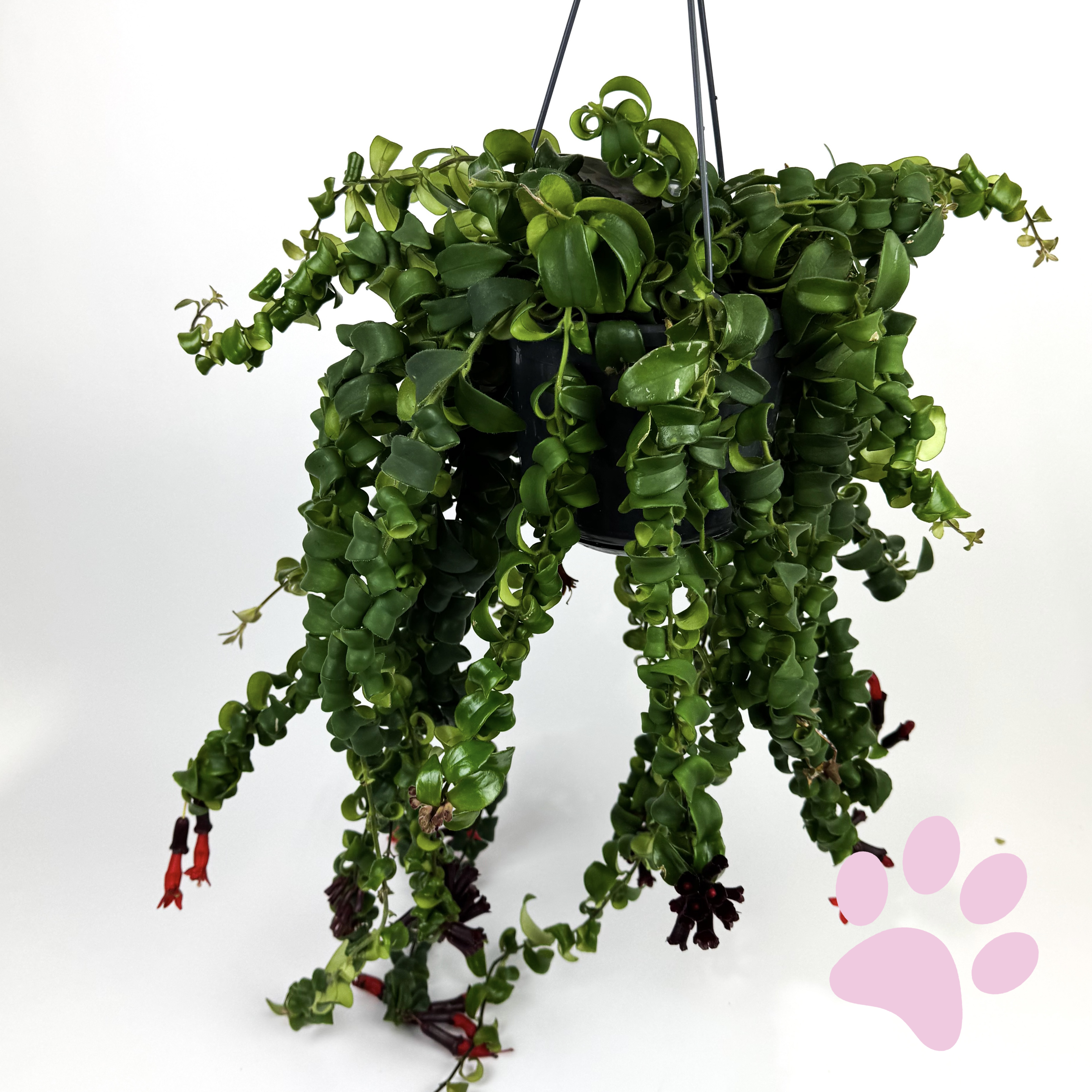 Hanging Aeschyn Rasta Houseplant