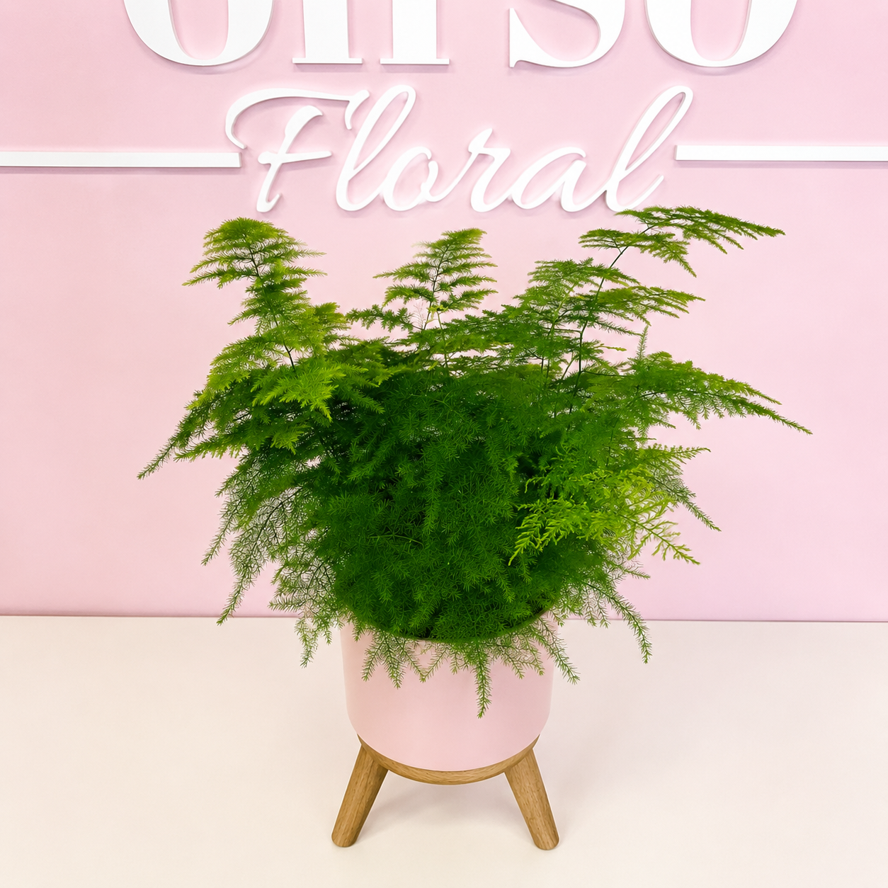 The Plant Parent Bundle - HUGE Savings on bundles