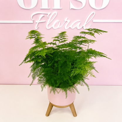 The Plant Parent Bundle - HUGE Savings on bundles