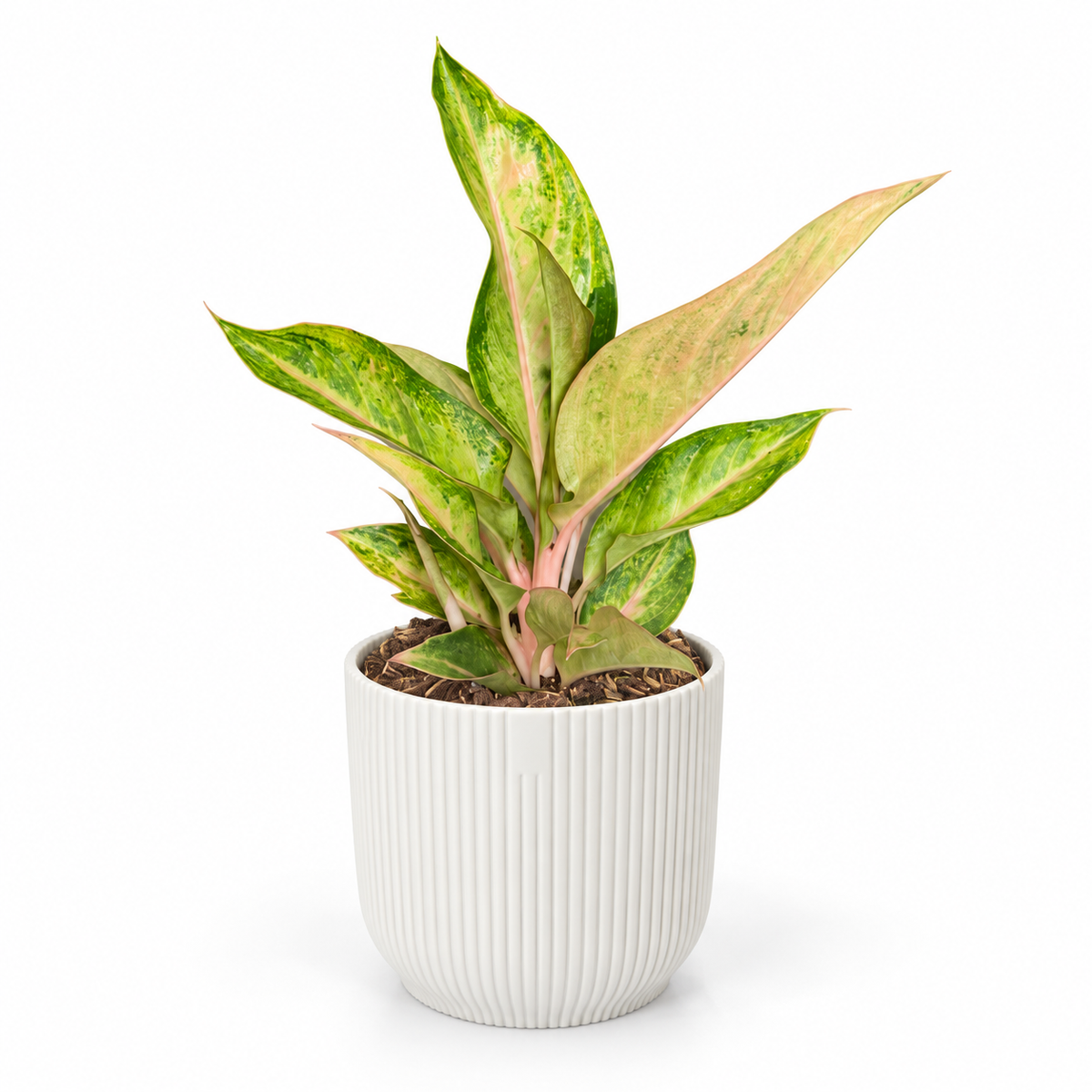 Aglaonema Guave Pink; decorative pot not included