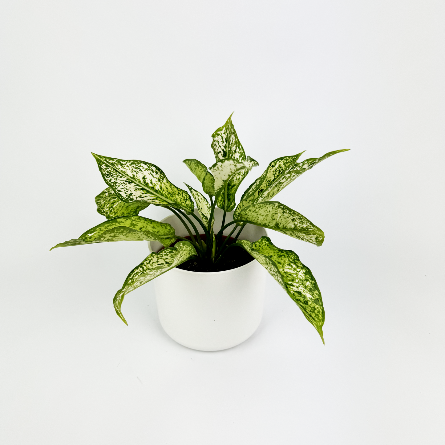 Aglaonema Diamond White Indoor Houseplant