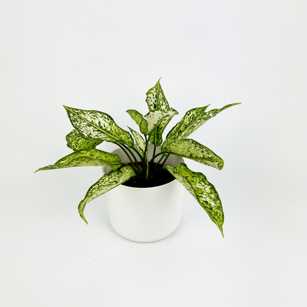 aglaonema dizzy diamond Aglaonema Diamond White Indoor Houseplant – OH SO Floral
