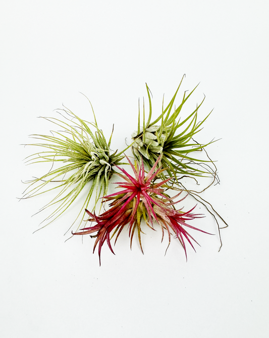 Tillandsia Air Plants Set Of 3