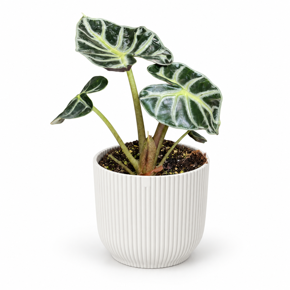 Alocasia Balloon Heart; decorative pot not included