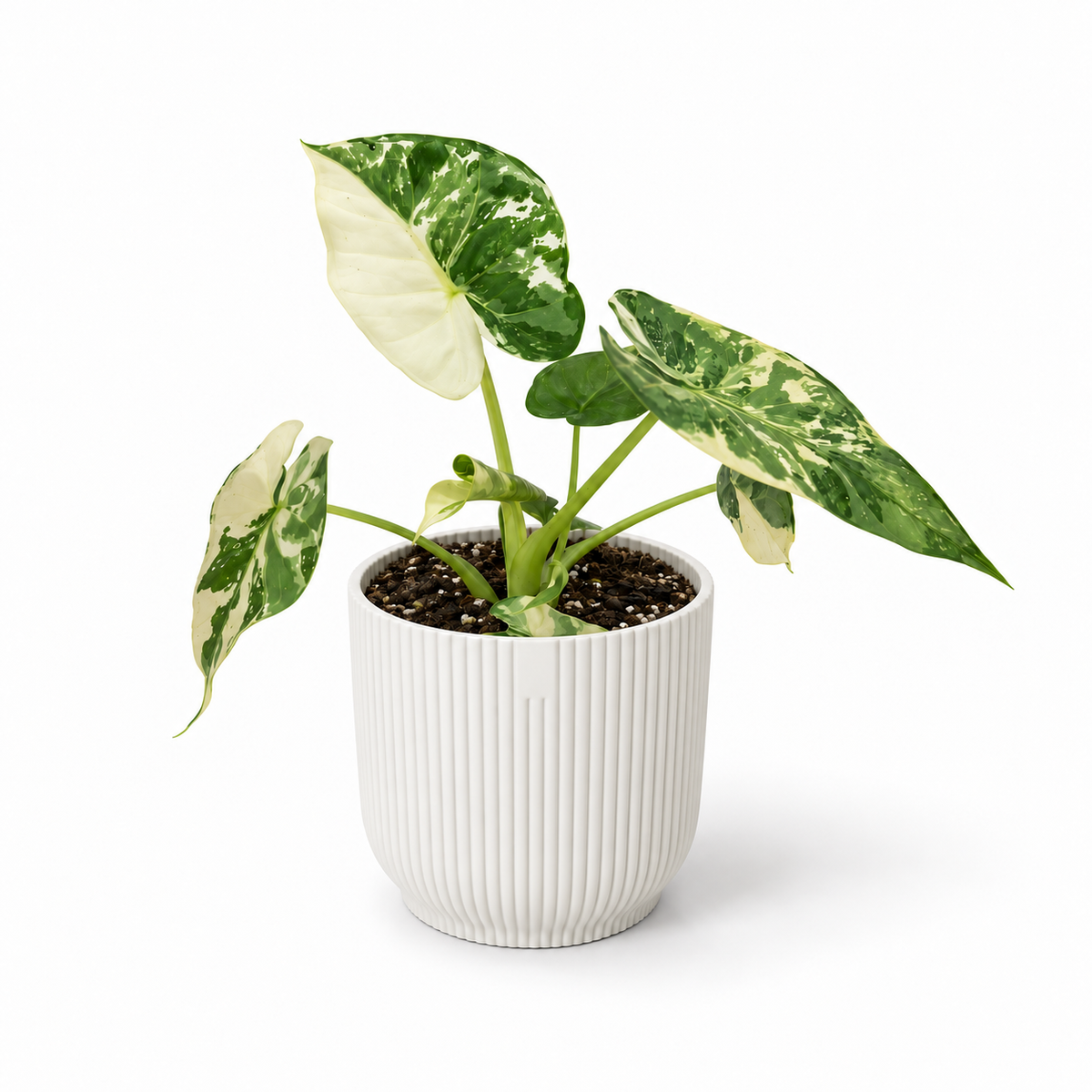 Alocasia Gageana Albo 6cm in a white ribbed decorative pot on a white studio background