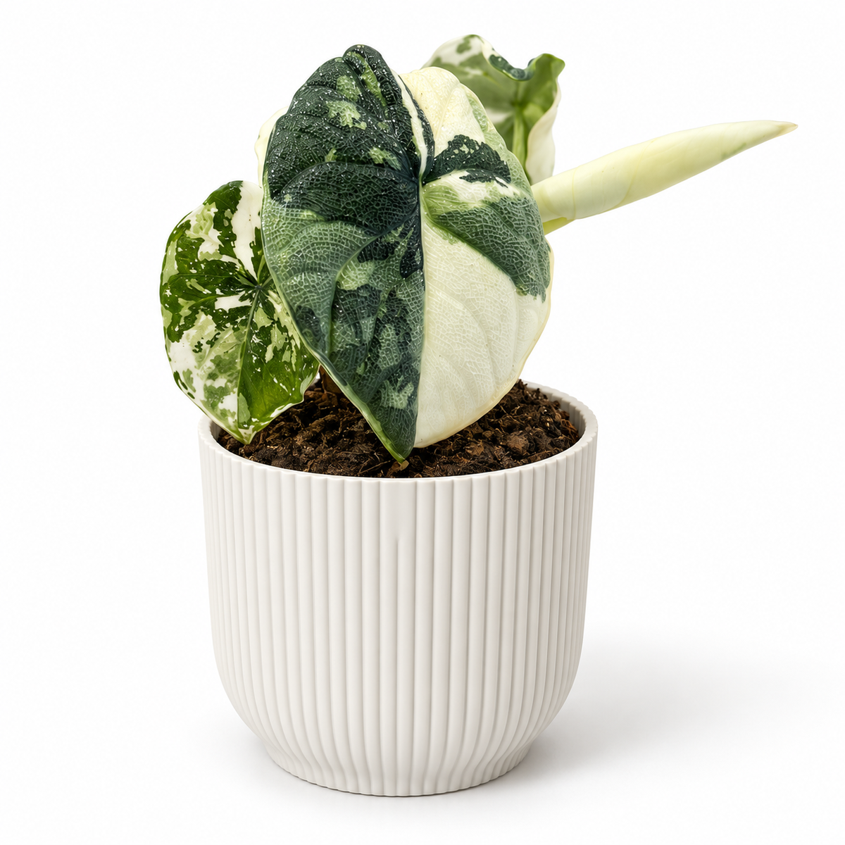 Alocasia Melo Albo 7cm in a white ribbed decorative pot on a white studio background