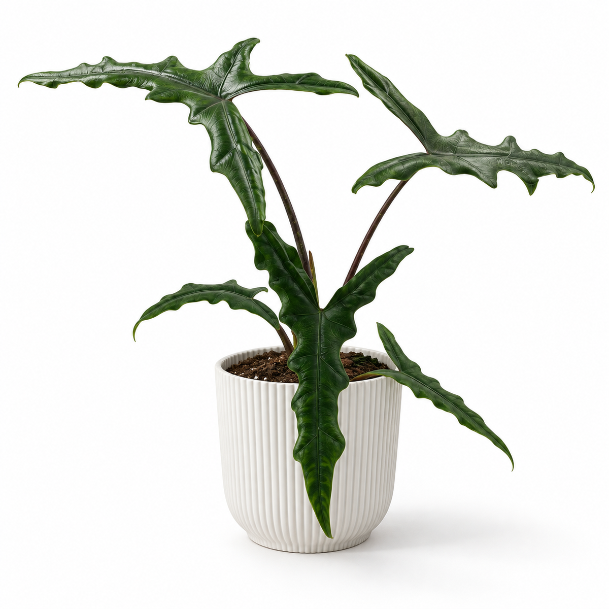 Alocasia Sabrina narrow 17cm in a white ribbed decorative pot on a white studio background