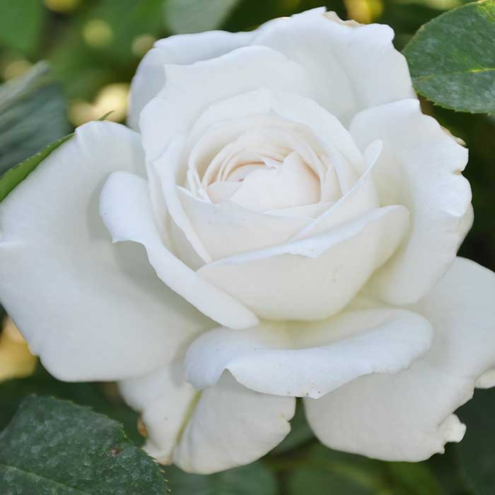 Rose 'Parfum de Nature' Scented Outdoor Rose Bush