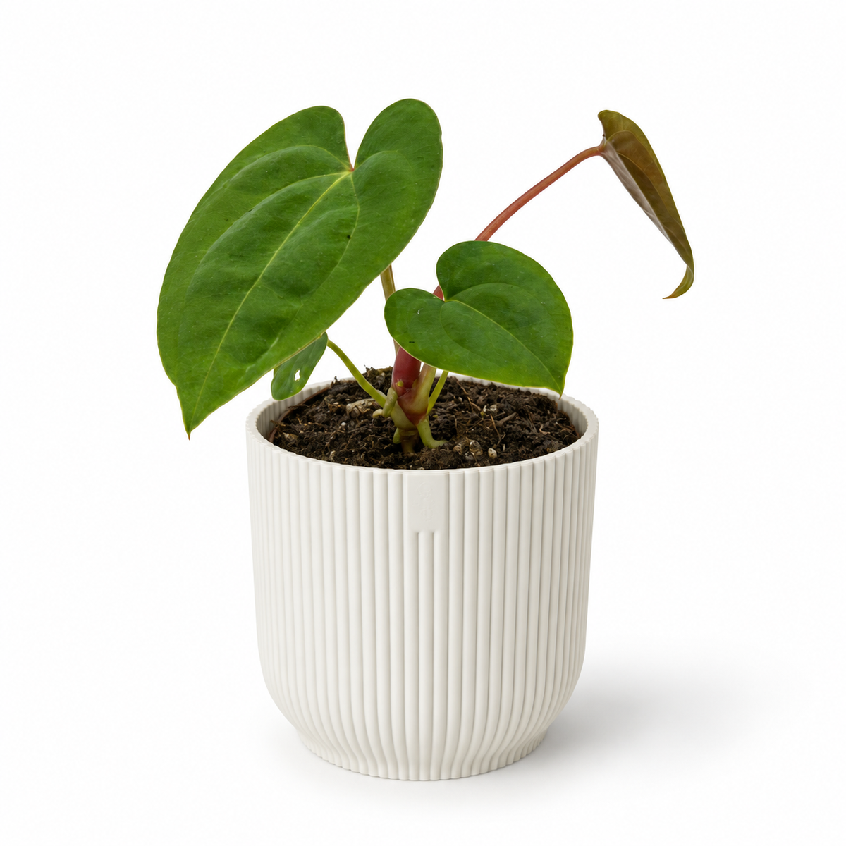 Anthurium Papillilaminum x Dark Phoenix 7cm Houseplant