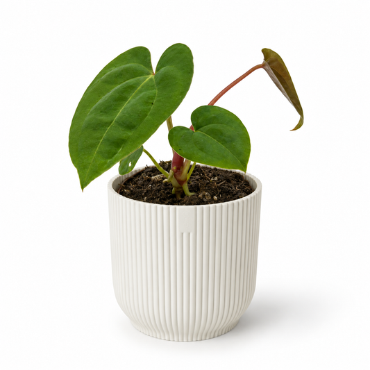 Anthurium Papillilaminum x Dark Phoenix 7cm Houseplant