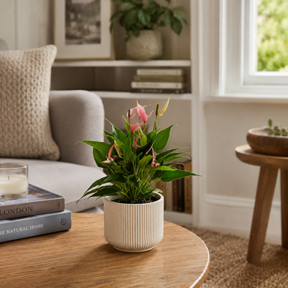 Pink Anth Lilli Indoor Houseplant