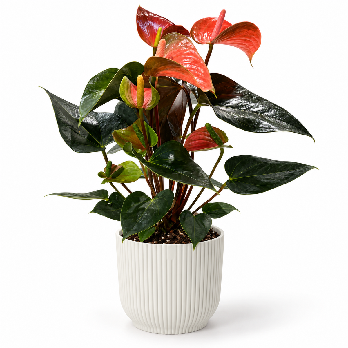 Anthurium Fantasy Sprite 12cm in a white ribbed decorative pot on a white studio background