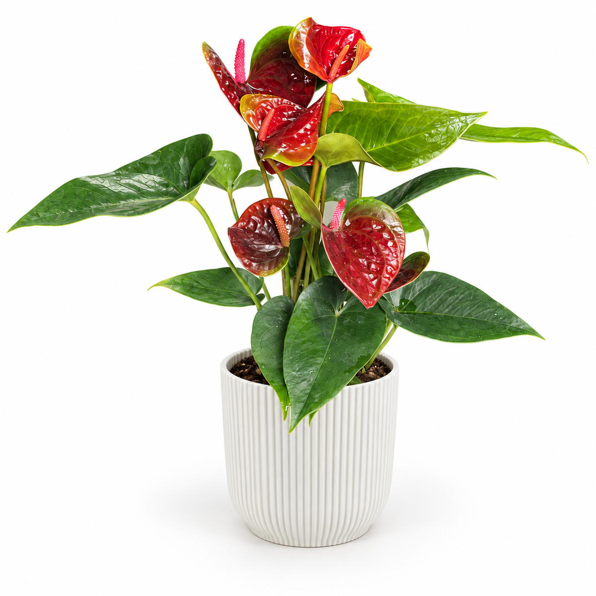 Anthurium Karma Black Love; decorative pot not included