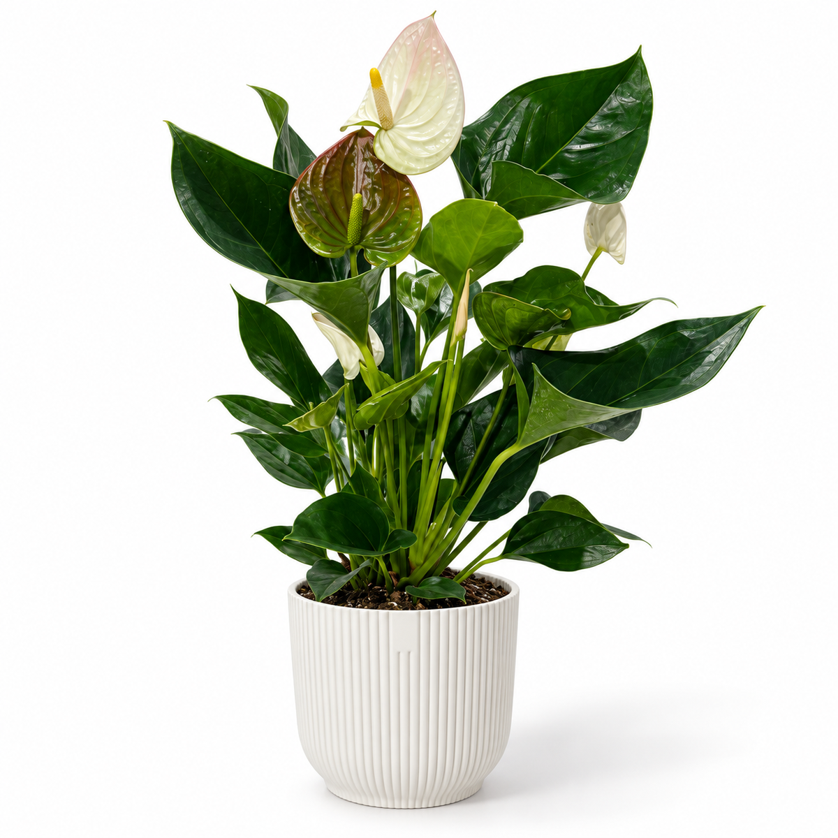 Anthurium Royal Rainbow Champion 14cm in a white ribbed decorative pot on a white studio background
