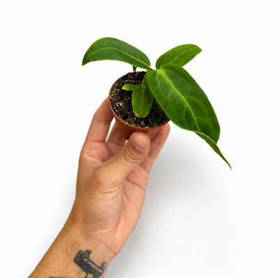 Anthurium Waroquerum + Pot