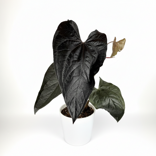 Large Anthurium Queen Of Hearts 21cm Potsize Houseplant