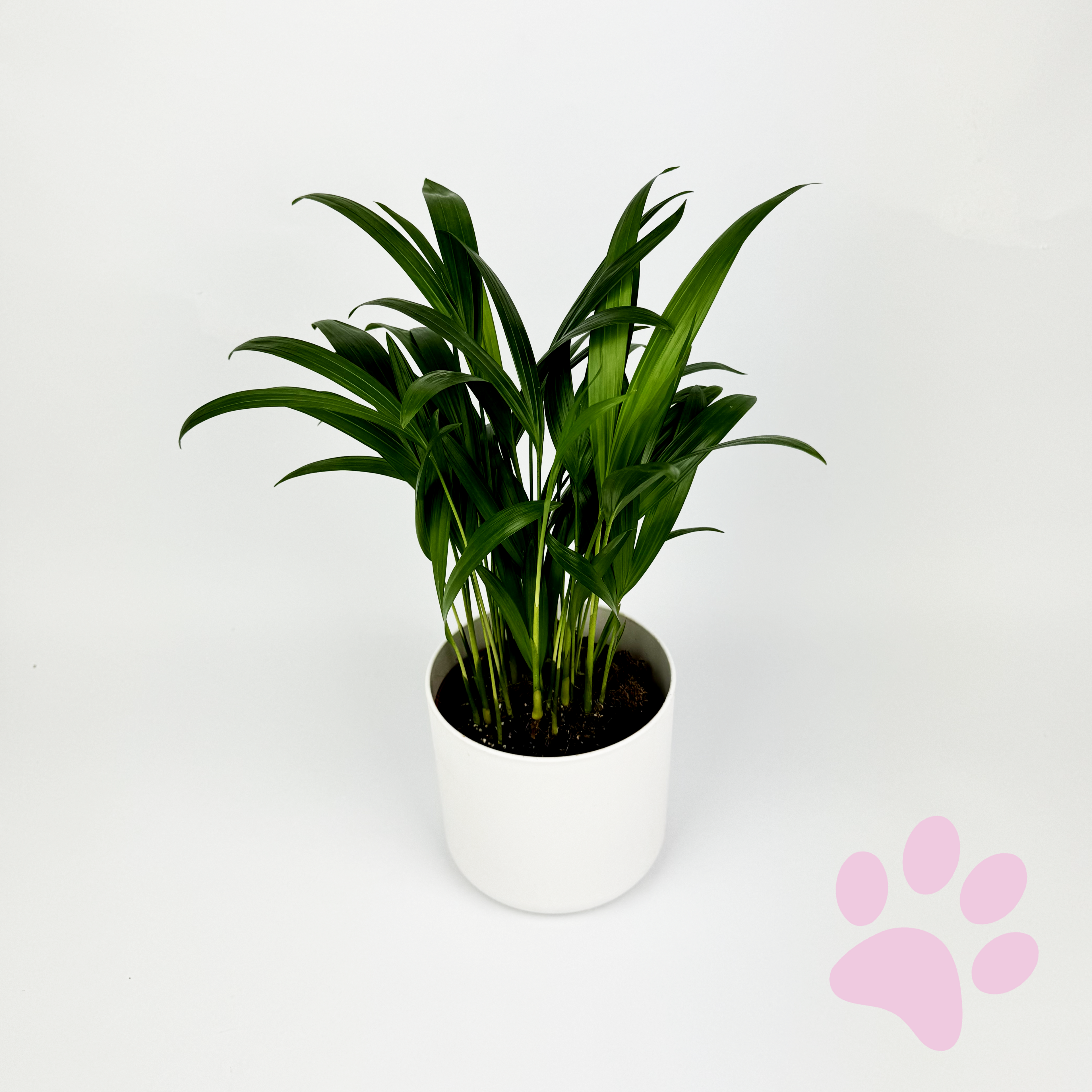 Areca Palm Houseplant
