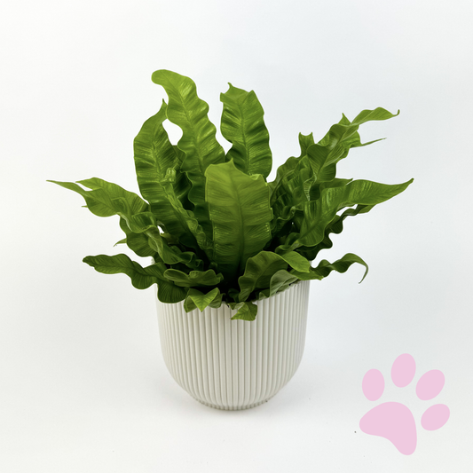 Asplenium crispy wave Houseplant