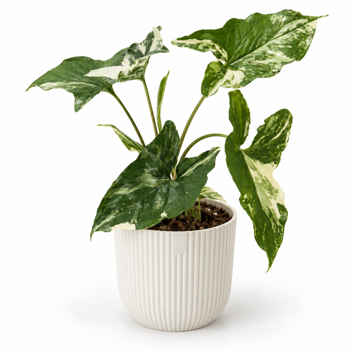Easy-care favourites