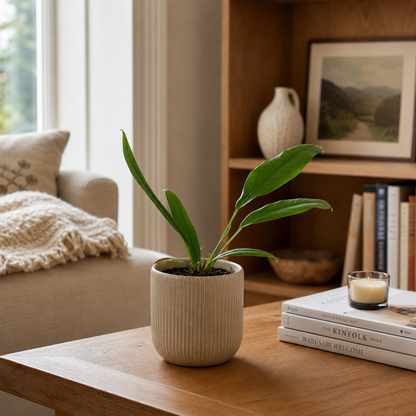 Anthurium Bakeri 12cm Houseplant